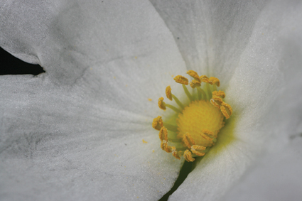 Macro 5 Macro 5